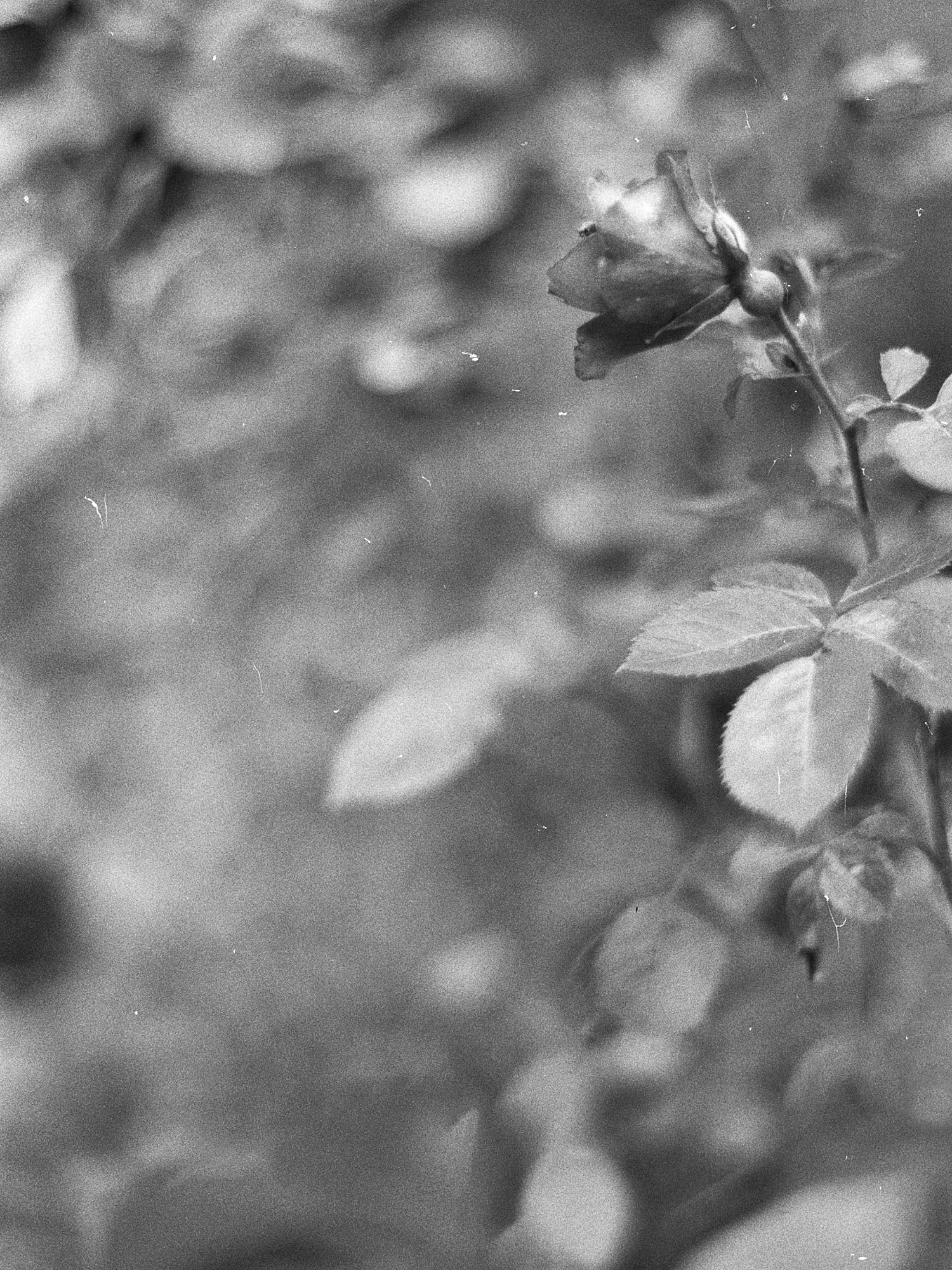 Film photography story 3